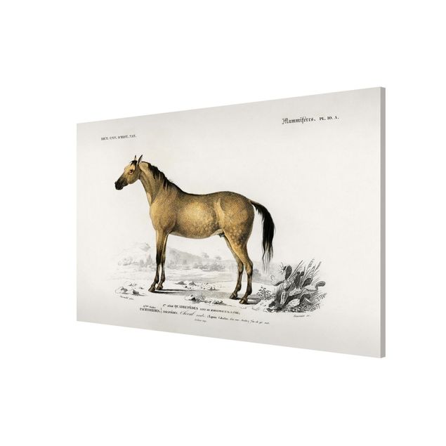 Lavagna magnetica - Consiglio di cavallo Vintage - Formato orizzontale 3:2