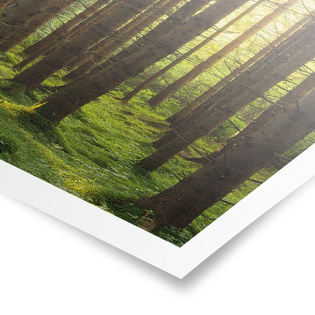 Poster - Raggi di Sun nel verde della foresta - Panorama formato orizzontale