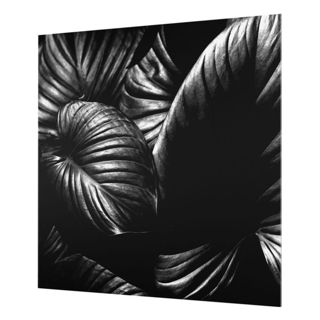 Paraschizzi in vetro - Botanica Hosta in bianco e nero - Quadrato 1:1