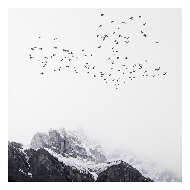 Stampa su alluminio - Stormo di uccelli davanti a montagne bianco e nero - Quadrato 1:1