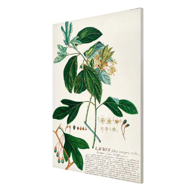 Lavagna magnetica - Vintage botanica Laurel - Formato verticale 2:3
