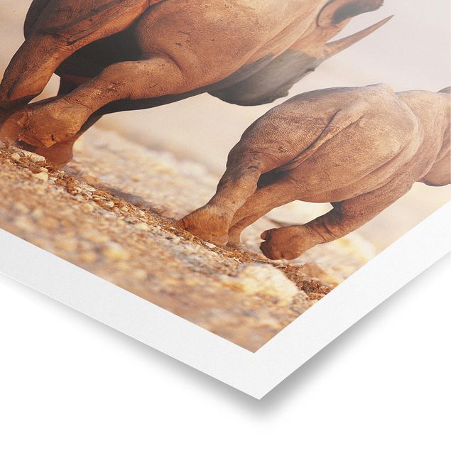 Poster - Wandering Rhinos - Quadrato 1:1