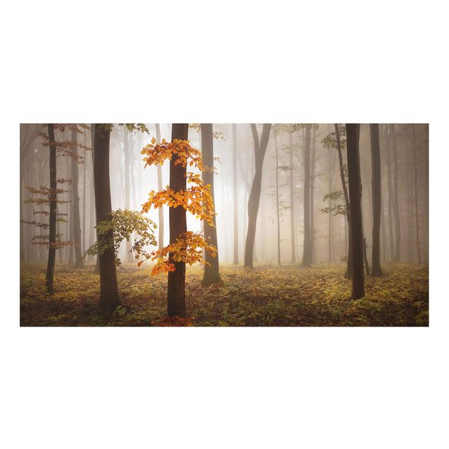 Paraschizzi in vetro - November Forest