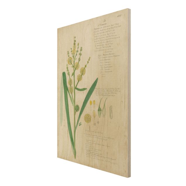 Stampa su legno - Vintage Botanica Disegno Erbe IV - Verticale 3:2