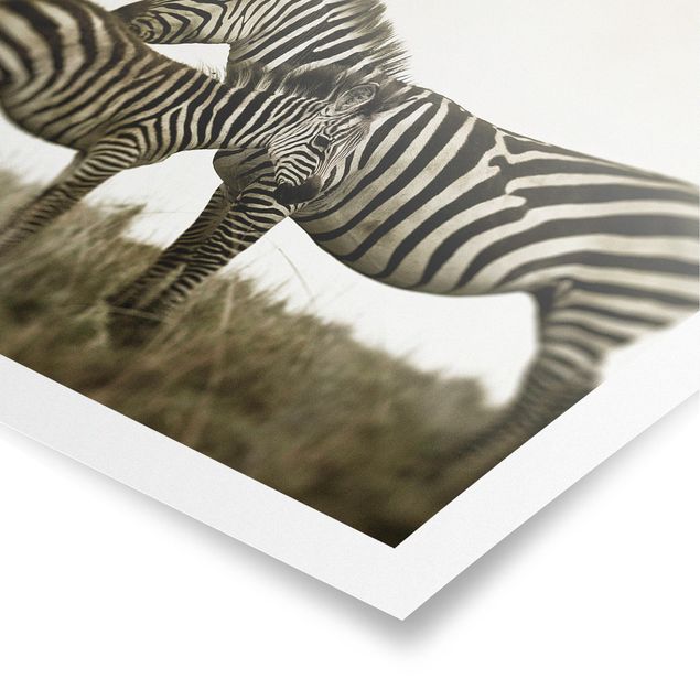 Poster - Zebra coppia - Quadrato 1:1