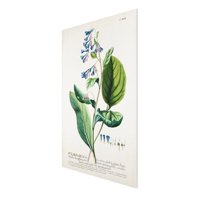 Stampa su Forex - Vintage botanica Lungwort - Verticale 3:2