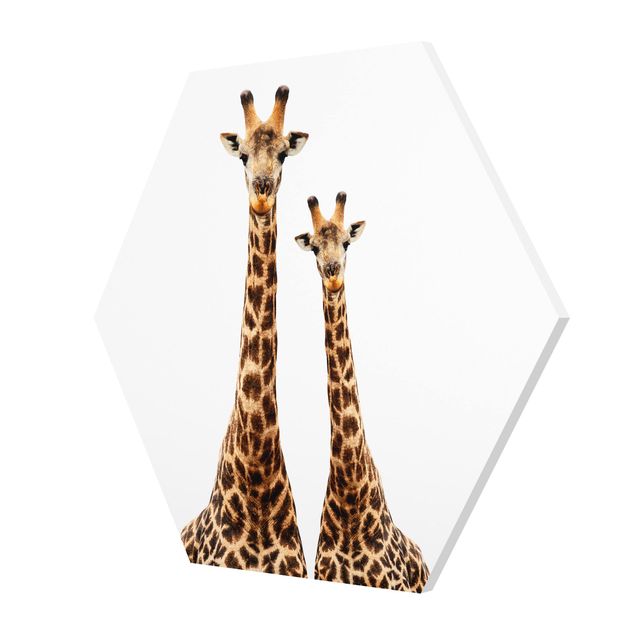 Esagono in forex - Portait di due giraffe