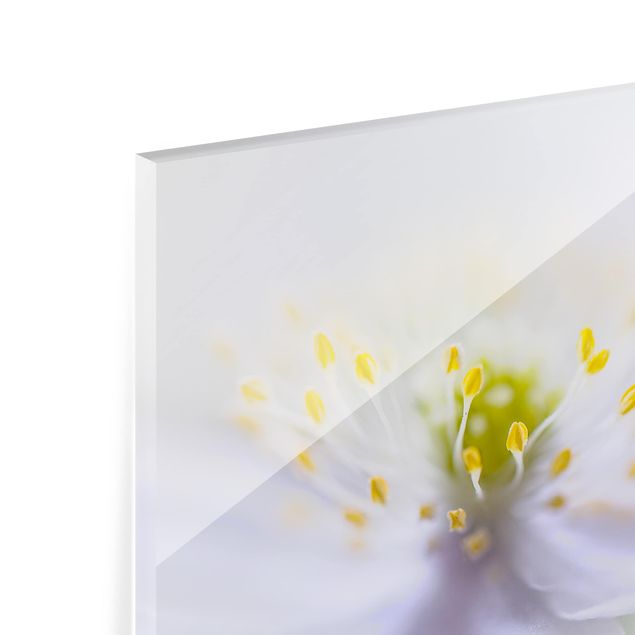 Paraschizzi in vetro - Anemone Beauty