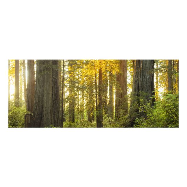 Paraschizzi in vetro - Redwood National Park