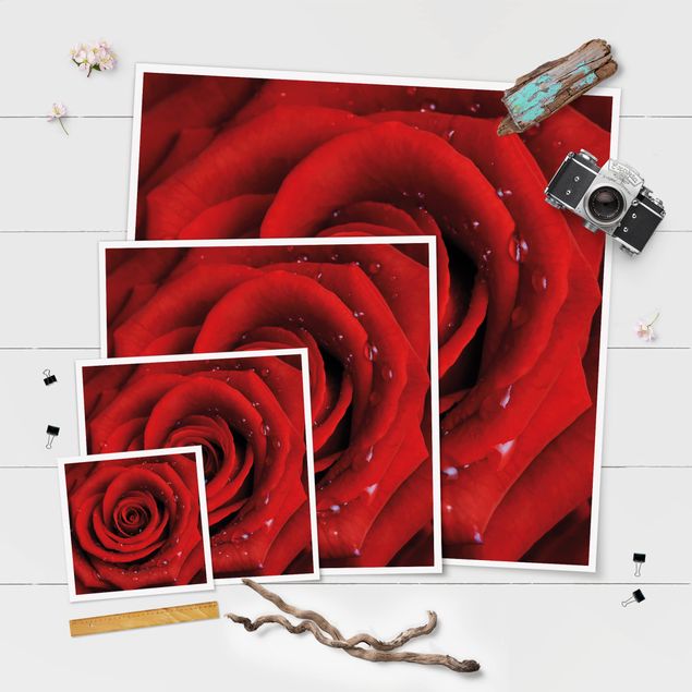 Poster - Rosa rossa con le gocce - Quadrato 1:1