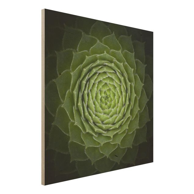 Quadro in legno - Mandala Succulente - Quadrato 1:1
