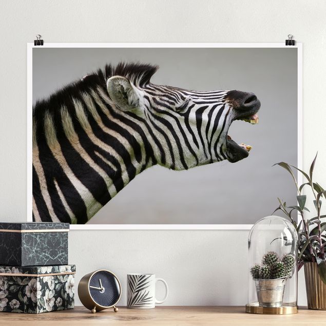 quadri con animali Zebra ruggente