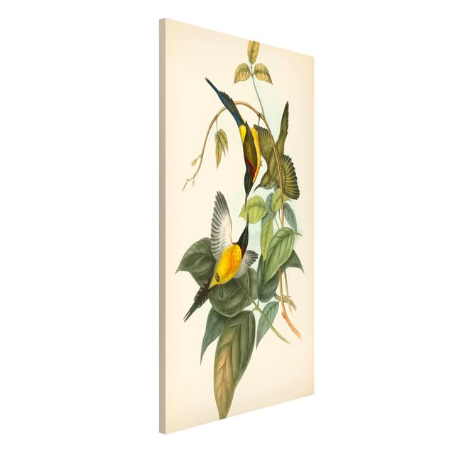 quadri con animali Illustrazione vintage Uccelli tropicali IV