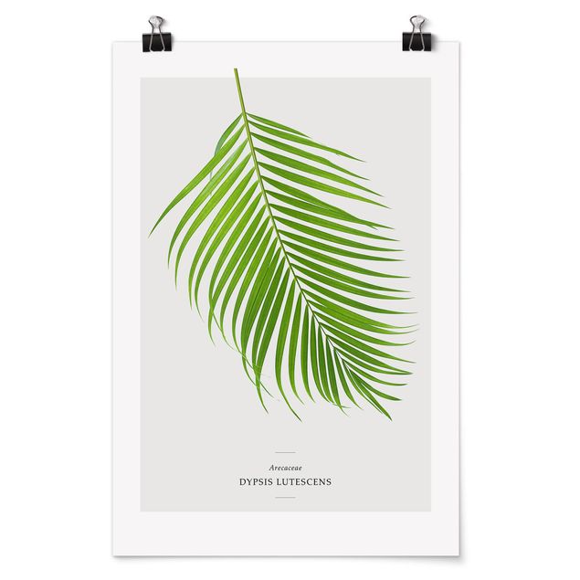 Poster - Foglia tropicale Areca Palm - Verticale 3:2