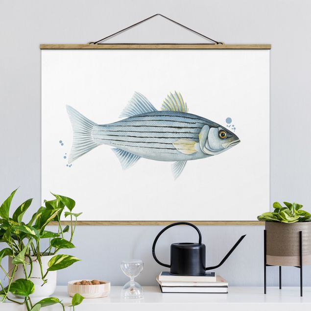quadri con animali Pesca a colori - Persico bianco