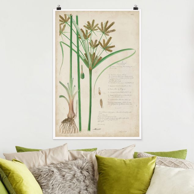 Poster illustrazioni Disegno botanico vintage Erbe I