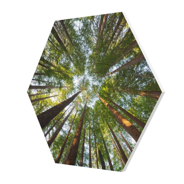 Esagono in forex - Tops Sequoia