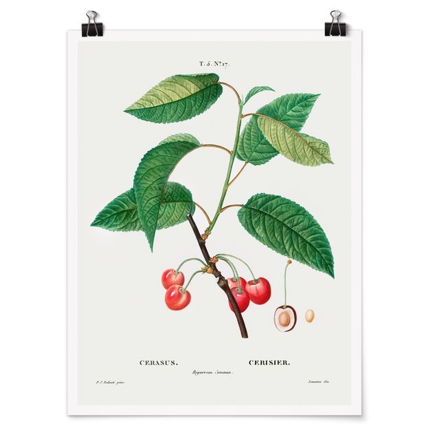 Poster - Illustrazione botanica rosso dell'annata Ciliegie - Verticale 4:3