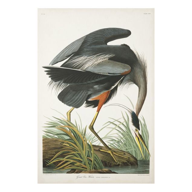 Stampa su Forex - Vintage Consiglio Blue Heron - Verticale 3:2