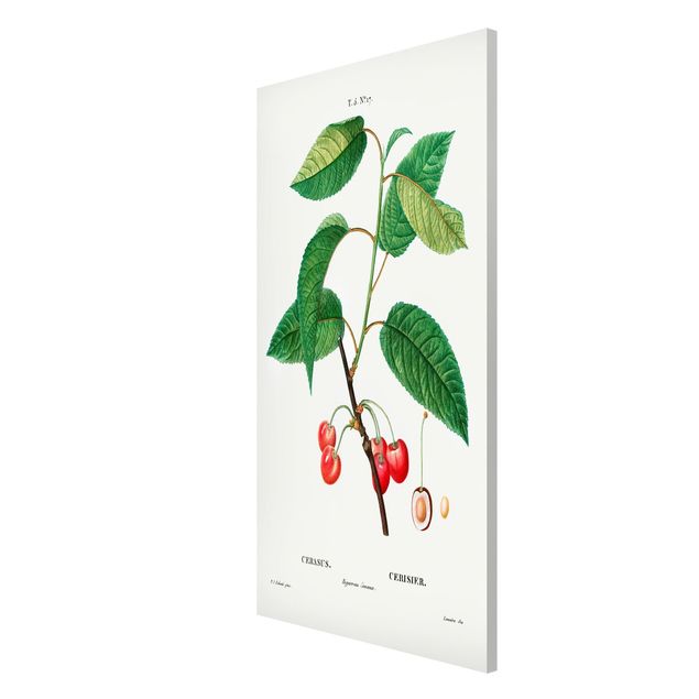 Lavagna magnetica - Illustrazione botanica rosso dell'annata Ciliegie - Formato verticale 4:3