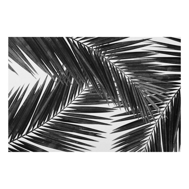Paraschizzi in vetro - Vista tra le foglie di palme in bianco e nero - Formato orizzontale 3:2