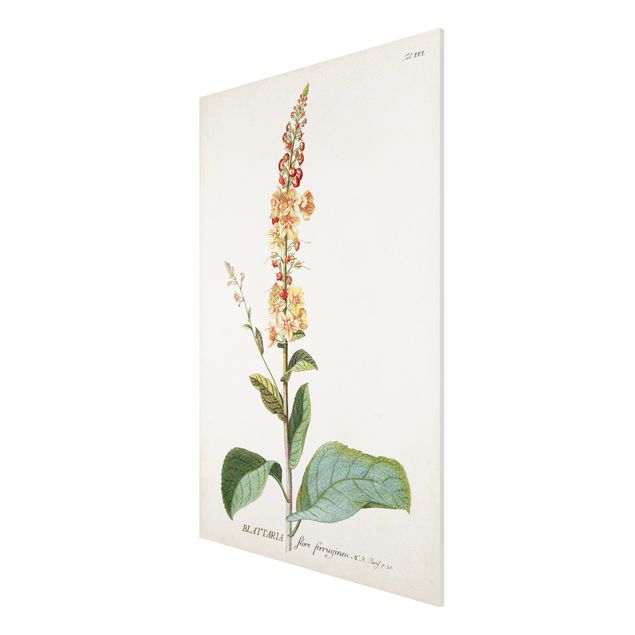 Stampa su Forex - Vintage botanica Verbasco - Verticale 3:2