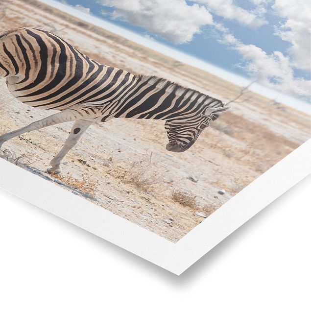 Poster - Zebra nella savana - Quadrato 1:1