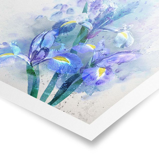 Poster - Acquerello fiori dell'iride - Quadrato 1:1