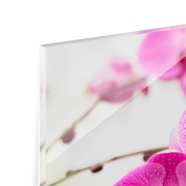 Paraschizzi in vetro - Close Orchid