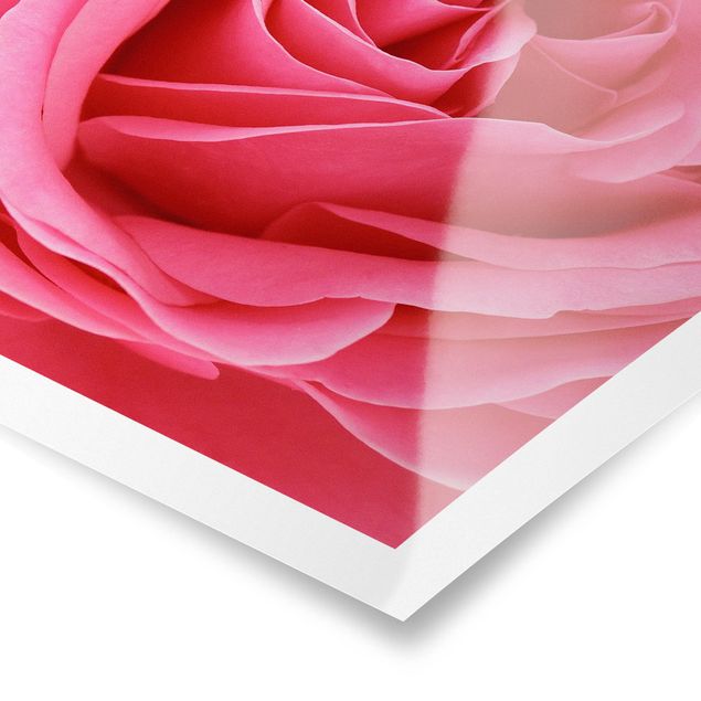 Poster - Lustful Pink Rose - Quadrato 1:1