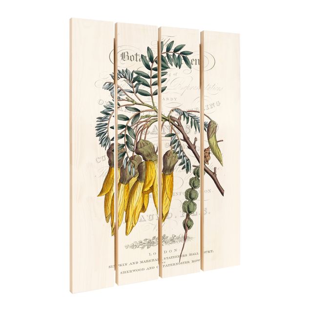 Stampa su legno - tableau botanico - Schnurbaum - Verticale 3:2