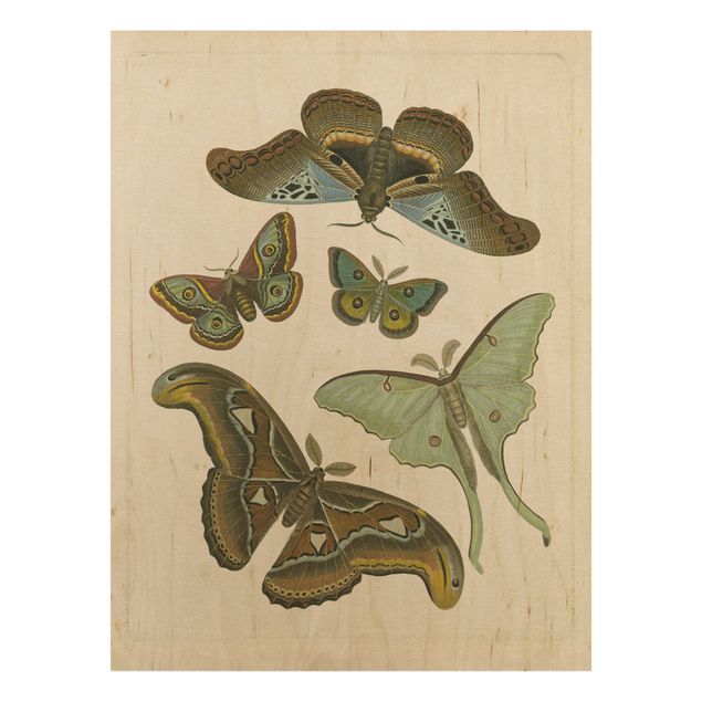 Stampa su legno - Vintage Illustrazione di farfalle esotiche II - Verticale 4:3