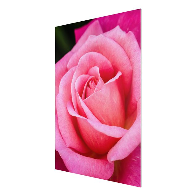 Stampa su Forex - Pink Rose Bloom di fronte al verde - Verticale 4:3