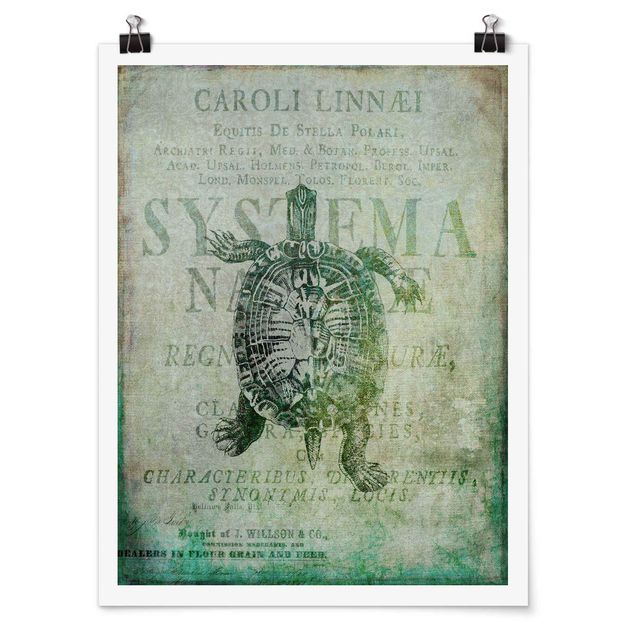 Poster - Vintage collage - Antique Turtle - Verticale 4:3