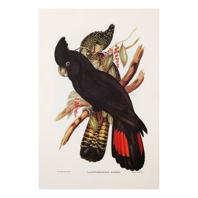 Stampa su Forex - Illustrazione Vintage Black Cockatoo Nero Oro - Verticale 3:2