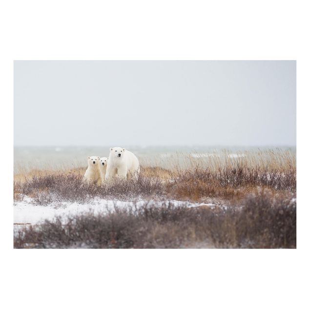 Quadro in forex - Orso polare e suoi cuccioli - Orizzontale 3:2