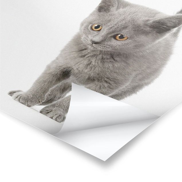 Poster - Mini Kitty - Quadrato 1:1