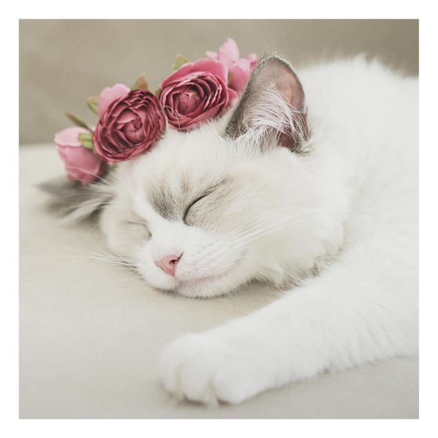 Stampa su alluminio - Gatto che dorme con rose