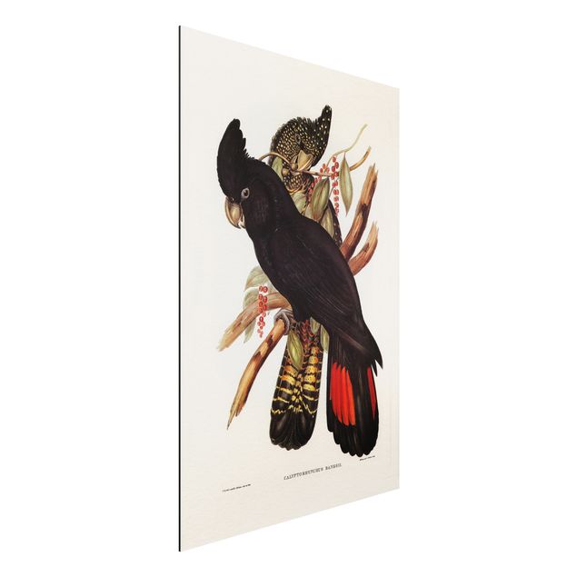 stampe animali Illustrazione vintage Cacatua nero Oro nero