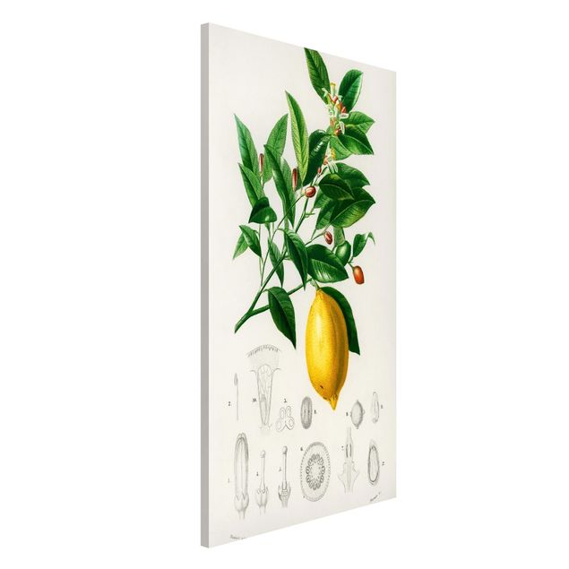 Lavagna magnetica per ufficio Illustrazione botanica vintage di limone