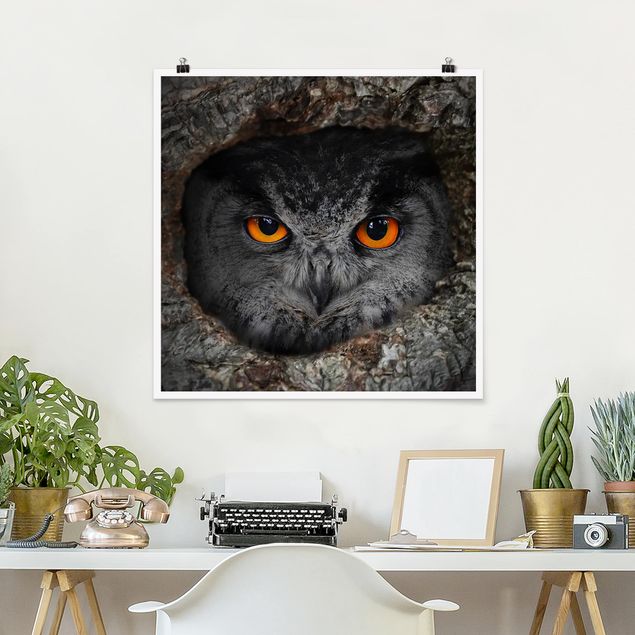 Poster - guardando Owl - Quadrato 1:1