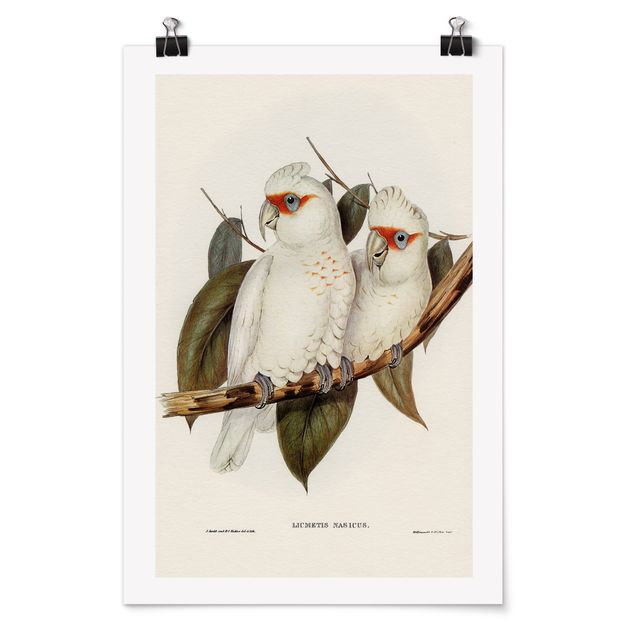 Poster - Illustrazione Vintage White Cockatoo - Verticale 3:2