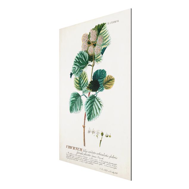 Stampa su alluminio spazzolato - Vintage botanica Snowball - Verticale 3:2