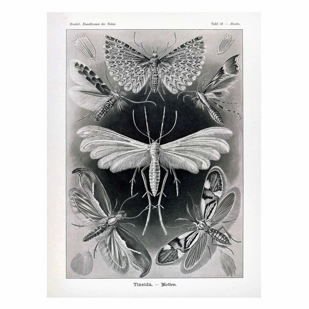 Lavagna magnetica per ufficio Bacheca Vintage Falene e farfalle