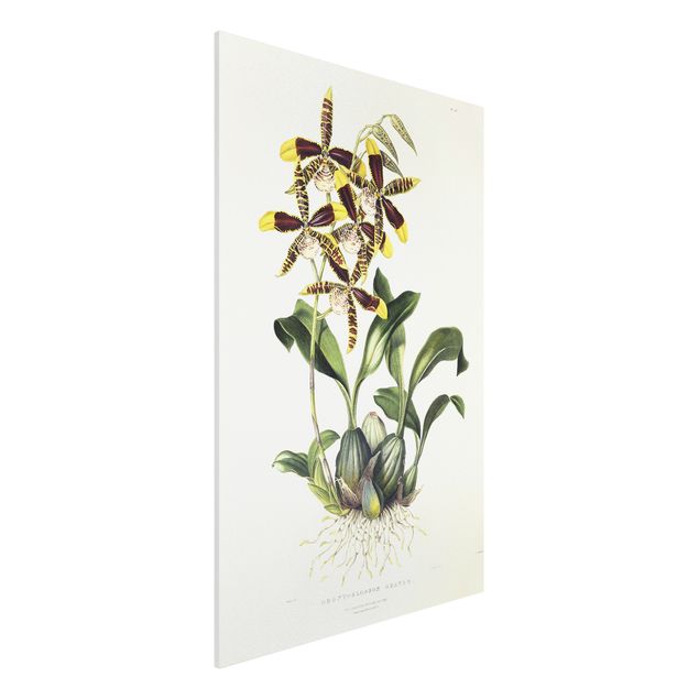 Maxim Gauci quadri Maxim Gauci - Orchidea II