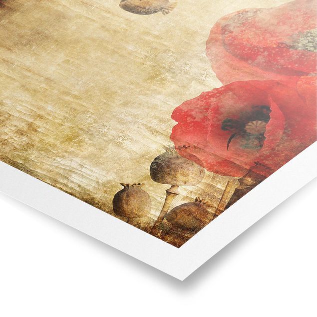 Poster - Poppy Flower - Quadrato 1:1