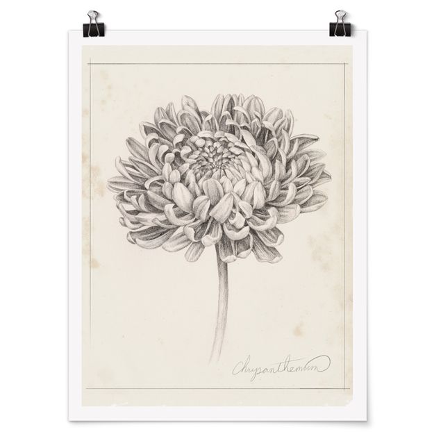 Poster - Botanical Study II Crisantemo - Verticale 4:3