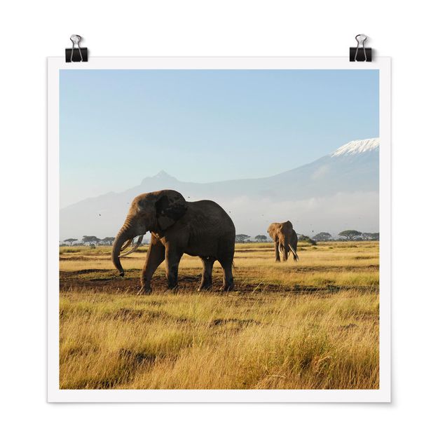 Poster - Elefanti Di Fronte Al Kilimanjaro in Kenya - Quadrato 1:1