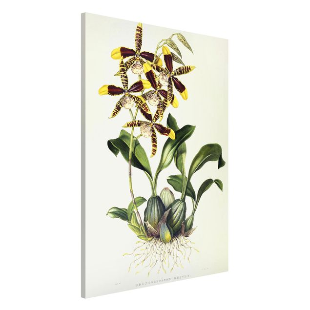 Lavagna magnetica per ufficio Maxim Gauci - Orchidea II