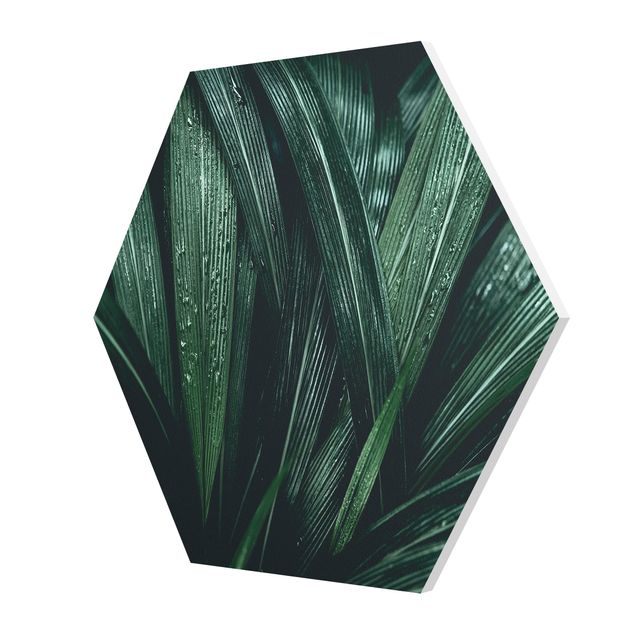 Esagono in forex - Verdi foglie di palma
